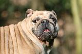 BULLDOG ANGLAIS 124